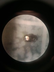 Zeaflorilus parri
