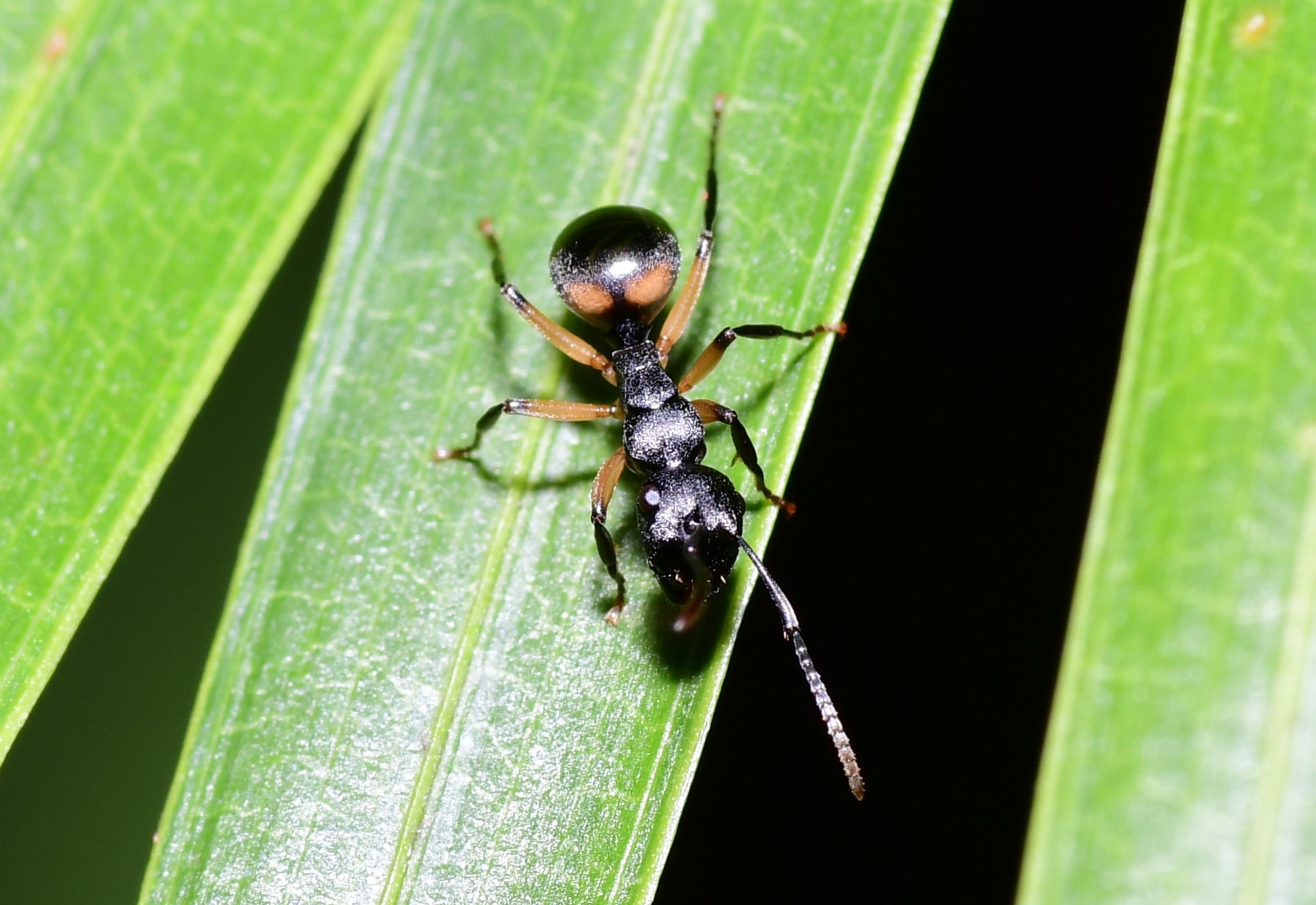 Polyrhachis maculata