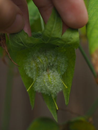 Dalechampia bidentata