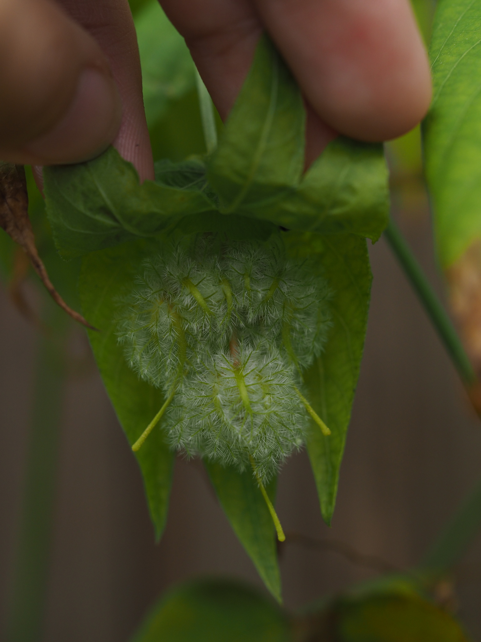 Dalechampia bidentata