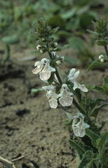 Stachys bolusii