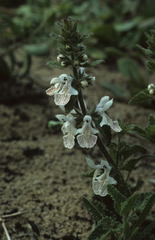 Stachys bolusii