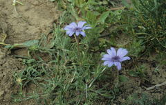 Felicia heterophylla