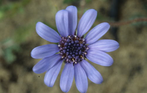 Image of Felicia heterophylla by (c) Tom Lloyd Evans, some rights reserved (CC BY-SA)