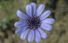 Felicia heterophylla