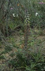 Lachenalia variegata