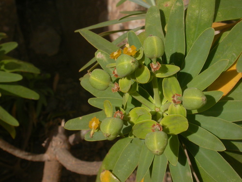 Image of Euphorbia tuckeyana by (c) Yves Bas, some rights reserved (CC BY)