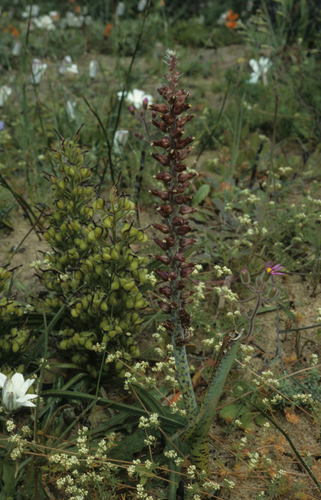 Image of Lachenalia variegata by (c) Tom Lloyd Evans, some rights reserved (CC BY-SA)