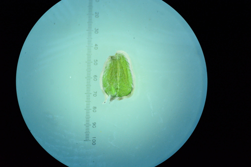 Image of Eranthemum roseum by no rights reserved