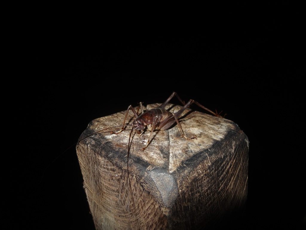 Rhaphidophora oophaga