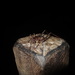 Rhaphidophora oophaga - Photo 由 Jiro Iguchi 所上傳的 (c) Jiro Iguchi，保留部份權利CC BY-NC
