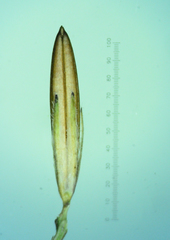 Hygrophila polysperma