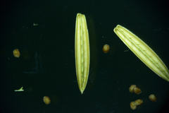 Hygrophila polysperma
