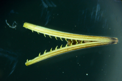 Hygrophila polysperma