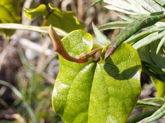 Aristolochia sempervirens
