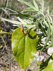 Aristolochia sempervirens