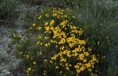 Euryops linifolius