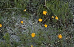 Cotula duckittiae