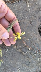 Astragalus douglasii parishii