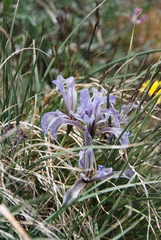 Iris loczyi