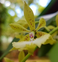 Epidendrum stamfordianum