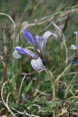 Iris loczyi