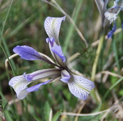 Iris loczyi