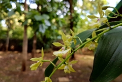 Epidendrum stamfordianum