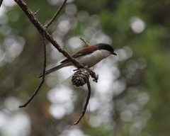 Lanius collurioides
