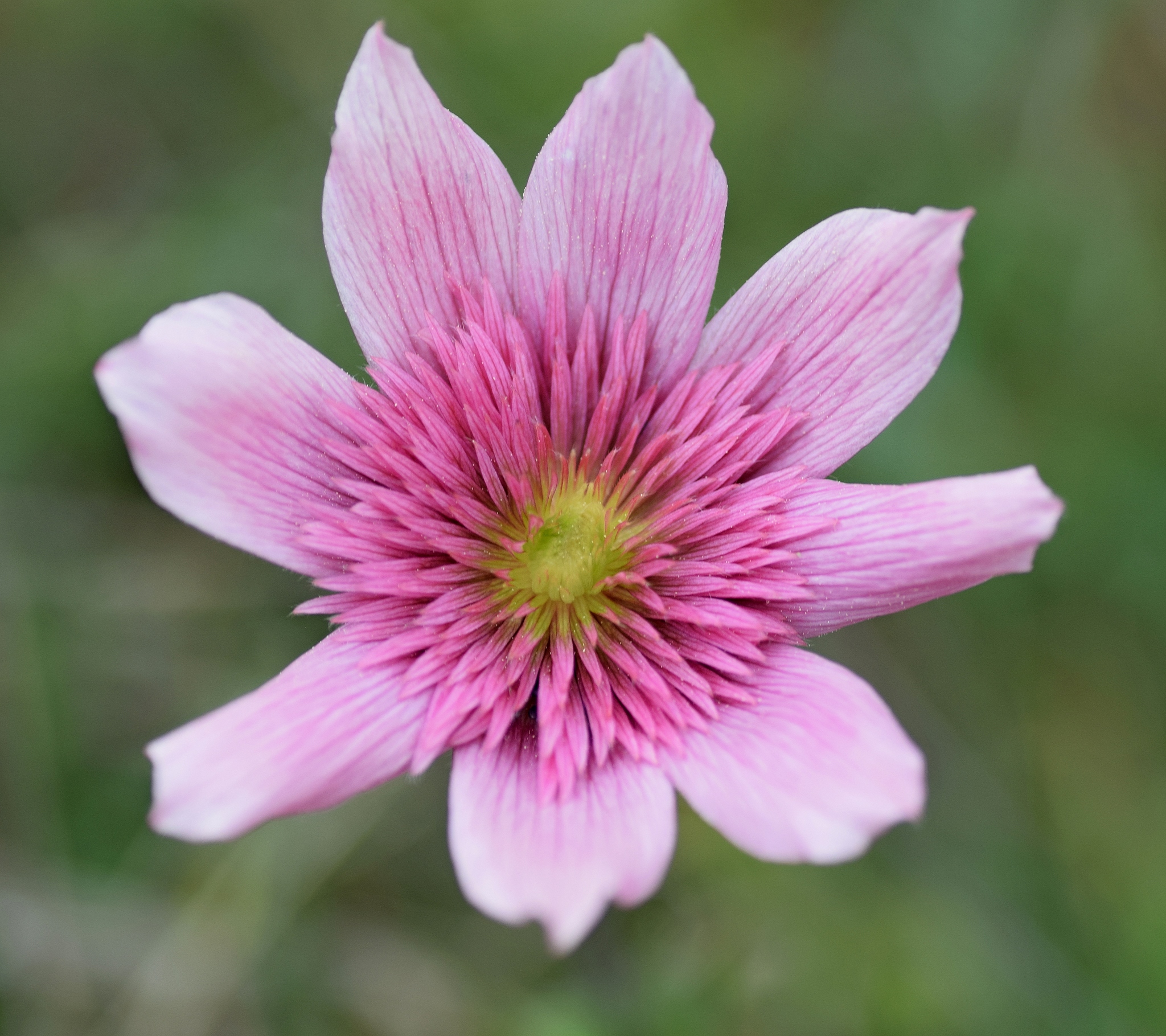 Anemone