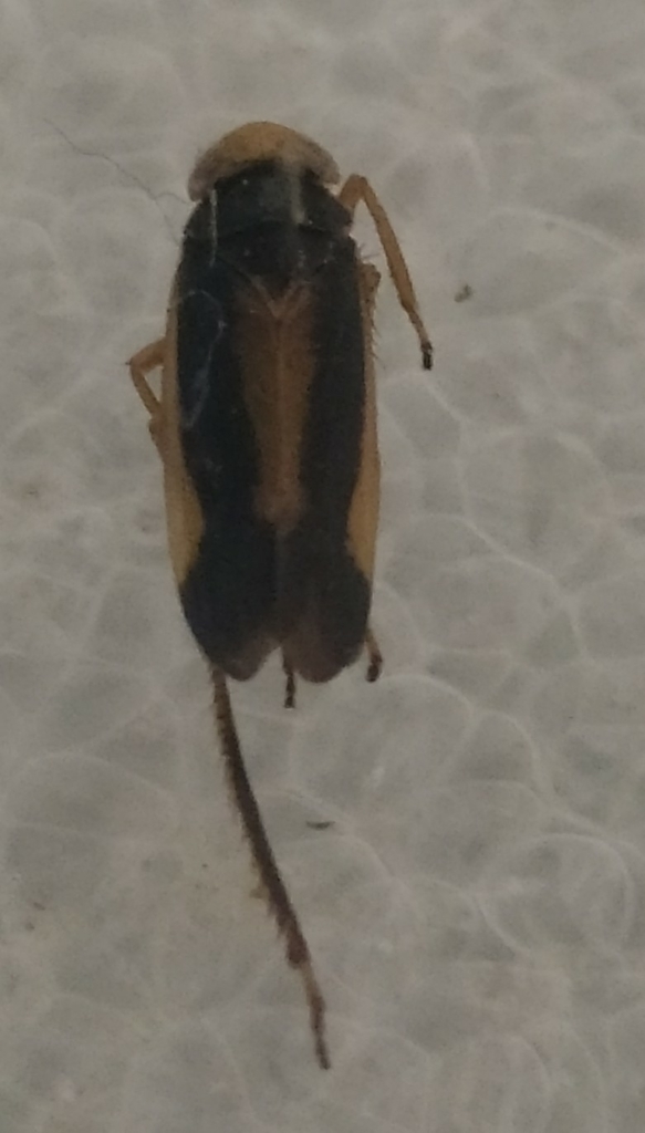 Kalimorpha