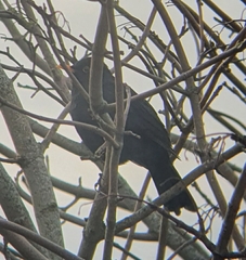 Turdus merula
