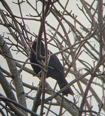 Turdus merula