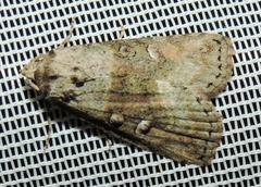 Calathusa cyrtosticha
