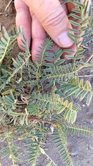 Astragalus douglasii parishii