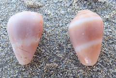 Gastropoda