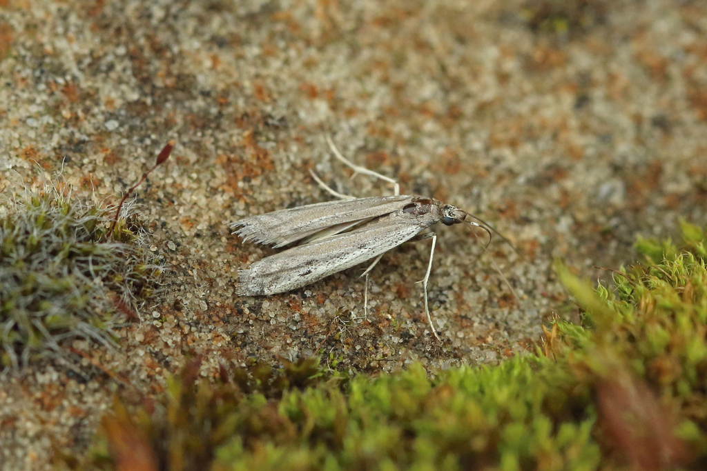 Small Clouded Knot-horn
