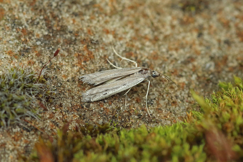 Small Clouded Knot-horn
