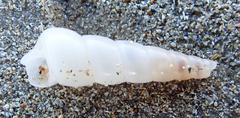 Gastropoda