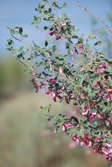 Halimodendron halodendron