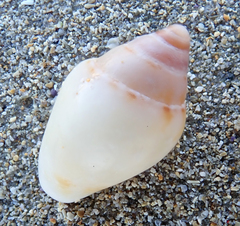 Columbella rustica