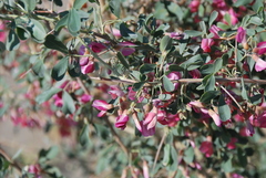 Halimodendron halodendron