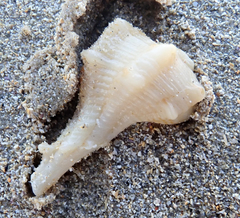 Bolinus brandaris