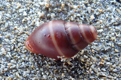 Gastropoda