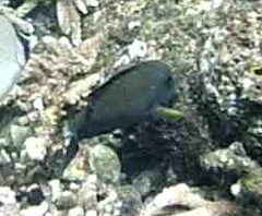 Ctenochaetus striatus