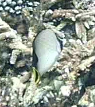 Chaetodon decussatus