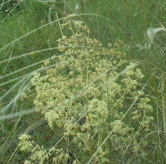 Trinia multicaulis