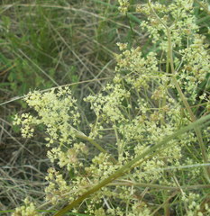 Trinia multicaulis