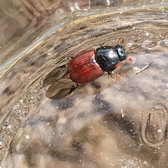 Rhodaphodius foetens