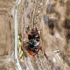 Rhodaphodius foetens